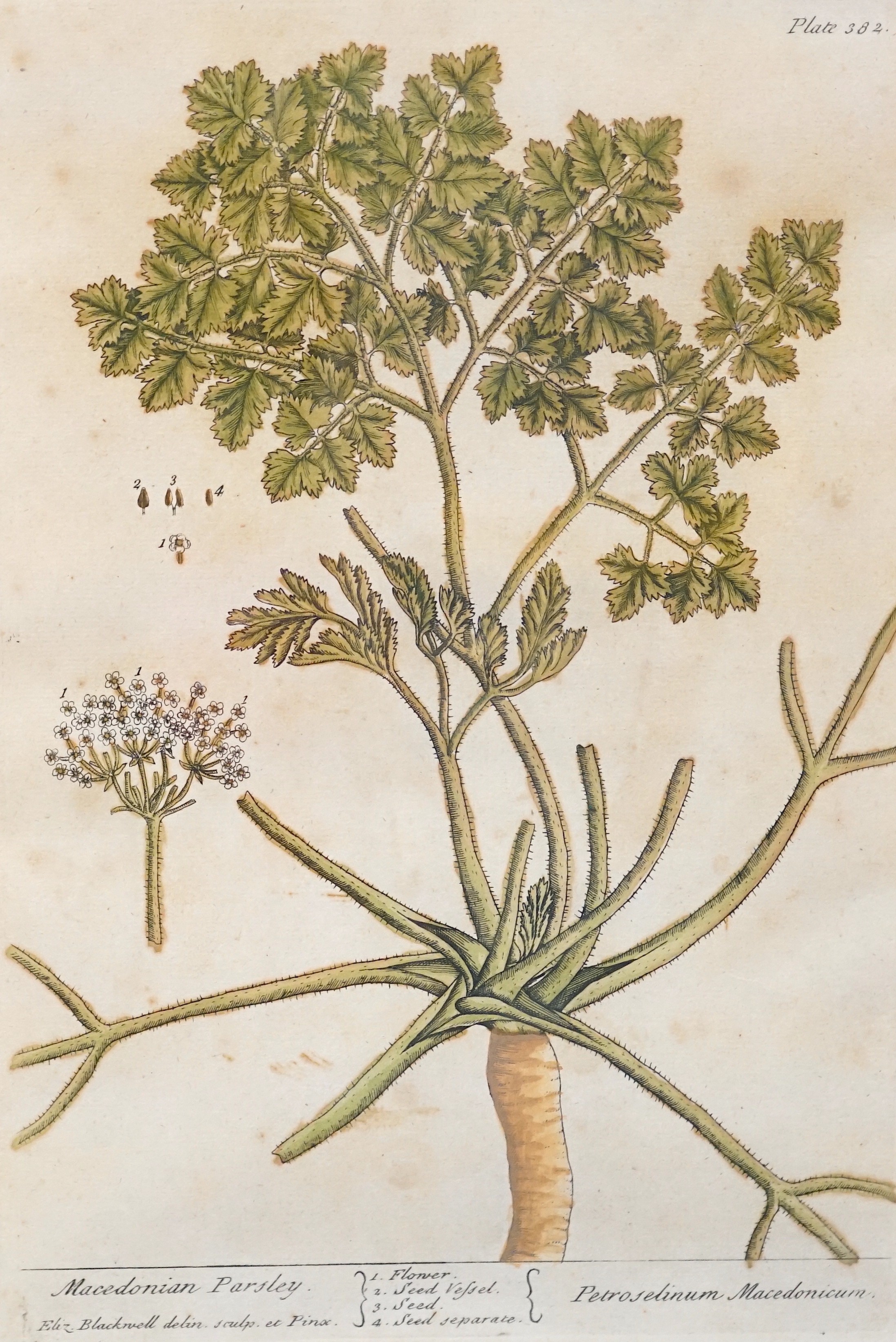 Elizabeth Blackwell (1710-1774), set of eight hand coloured engravings, Studies of field flowers, visible sheet 30.5 x 20cm
